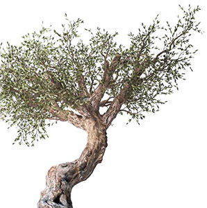 Olijfboom